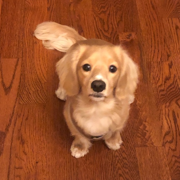 Meet your Posher, Gorin - Picture 3 of 3